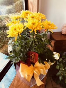 Nine Yellow Chrysanthemums in a Red container bring Good Luck, Abundance, and Power for the New Year